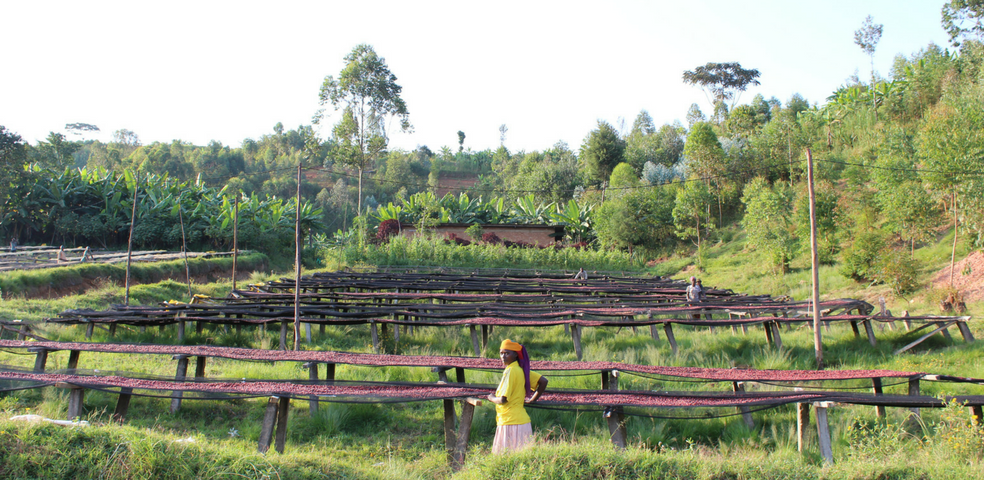 Woman coffee producer with coffee drying beds at Nemba station in Burundi.