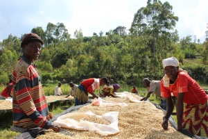 Careful care in the drying and selection process help produce some of the best coffee from Burundi.