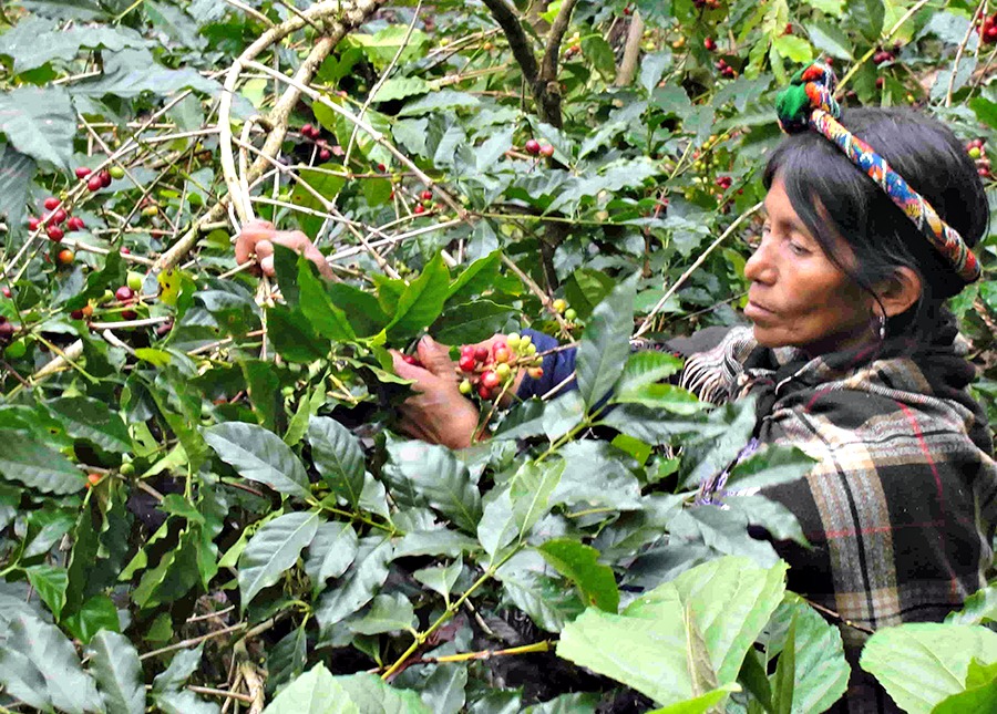 No daily cup of the best organic coffee could happen without Amavida Coffee Roaster's dedicated farmer partners hand picking beans for each coffee harvest.
