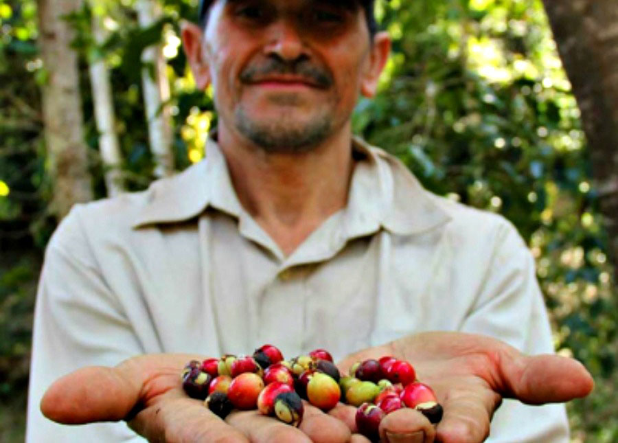 Farmer with Fair Trade Hand Picked Coffee