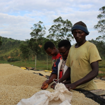 Coffee Producers at Gakenke Washing Station in Burundi