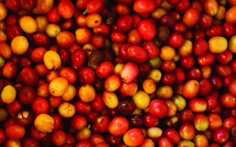 A pile of hand picked, organic coffee cherries.