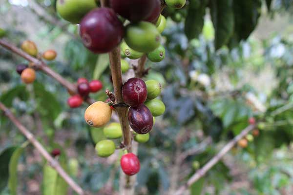 Coffee cherries at Fondo Paez in Colombia