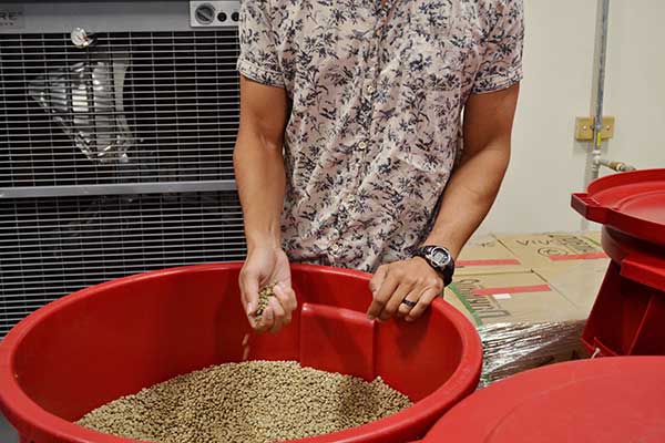 See green / unroasted coffee beans during the coffee roasting tour at Amavida Coffee.