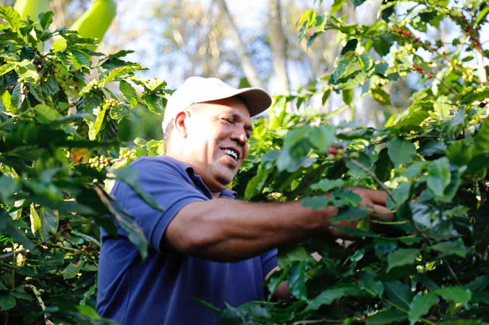 Carbon responsible coffee farmer harvesting cherries in the field. These cherries will be imported by b corp coffee company, Amavida.