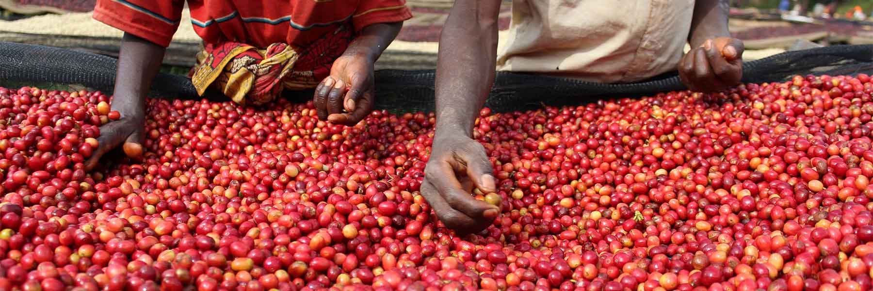 Coffee Cherries hand picked by Burundi Kibingo