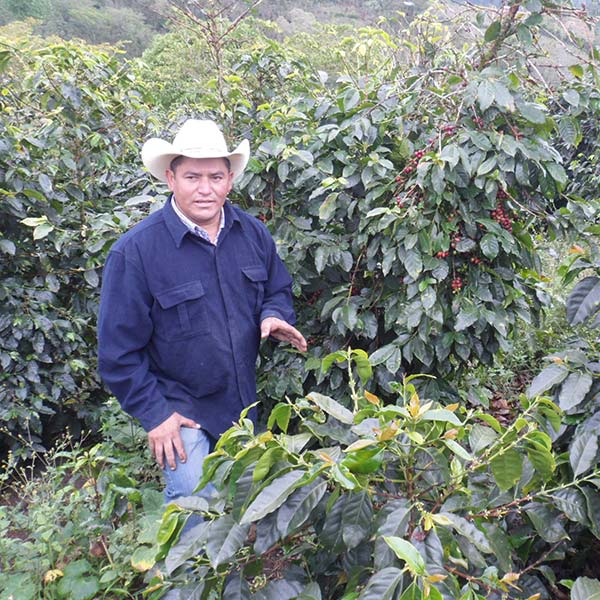 Coffee farmer, Oscar Omar Alonzo, seen at origin on his land in Honduras among organic crop.