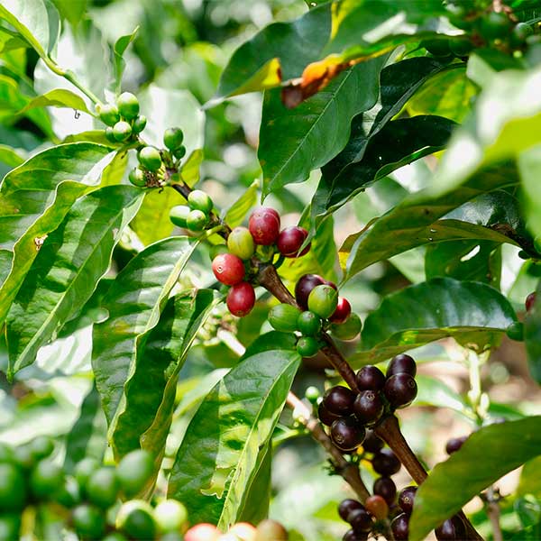 Peru Gesha microlot coffee cherries growing at Homer Alarcón Gayoso’s organic farm “Finca El Cedrillo”