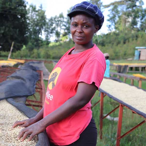 Female coffee producers in Kenya at Gathaithi with impressive limited release coffee beans on drying table