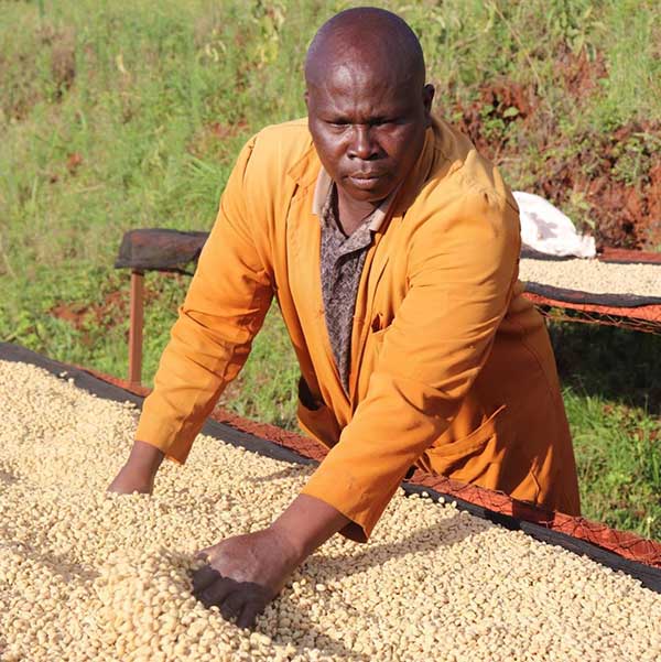 Coffee producer at Gathaithi in Nyeri County, Kenya, processing high quality coffee beans for this limited release