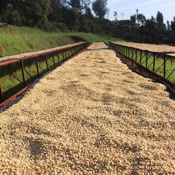 Kenya coffee reserve drying on raised beds for 7-15 days at Gathathi