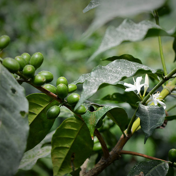 Closeup of coffee plant with flowers and green cherries growing at the Manos Campesinas Cooperative in Southwestern Guatemala.
