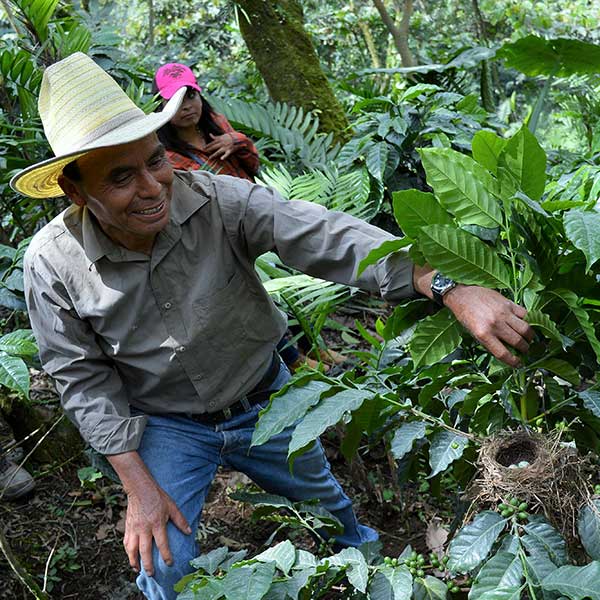 Coffee farmer at Manos Campesinas smiling at discovery of bird's nest with small blue eggs under the leaves of a coffee plant.