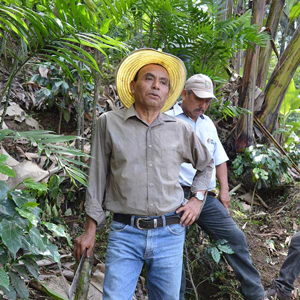 Coffee producers standing among dense foliage at Manos Campesinas Cooperative in Guatemala.