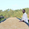 Natural coffee producer in Burundi oversees drying beds at Nemba washing station.