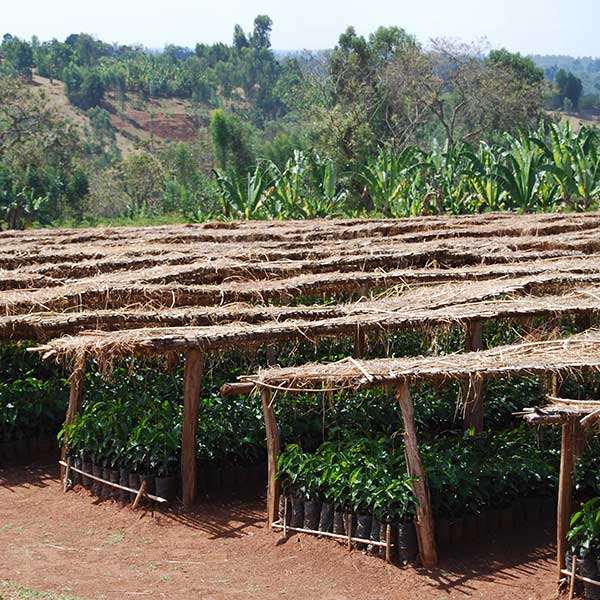 Rows of young coffee plants growing in the shade on location at Fero Cooperative, Ethiopia.