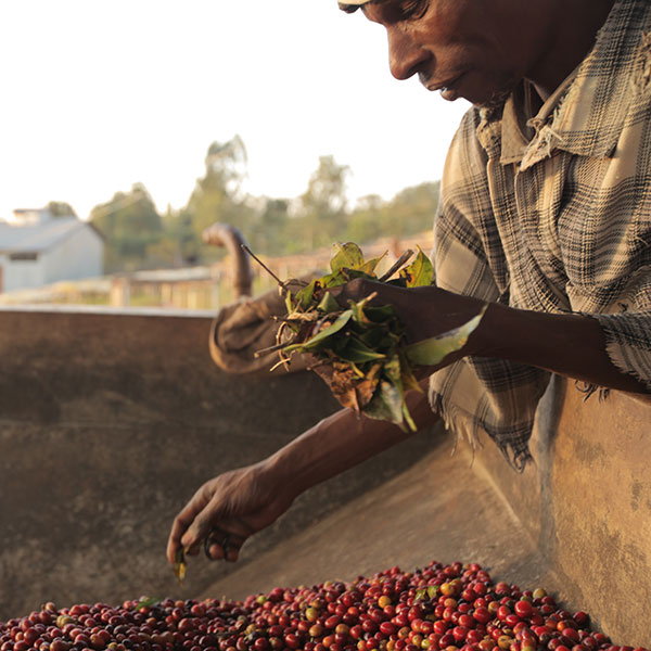 Ethiopian coffee producer processing ripe coffee cherries after harvest.