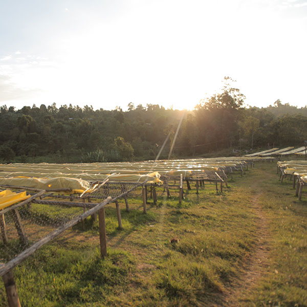 Sun rising over trees shines light on Fero Cooperative's coffee drying beds located in Sidama region of Ethiopia.