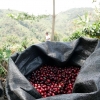 Bag of harvested organic coffee cherries in the mountains of Huabal, Peru.