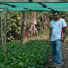 Organic coffee producer checks progress of young coffee crop growing on Peruvian farm.