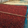 Close-up view of tables with coffee in different stages of production in Cauca, Colombia.