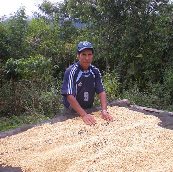 Organic coffee producer stands next to raised beds full of drying coffee beans in the Yungas Mountains of Bolivia.