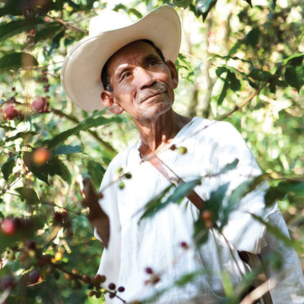 Close-up of a farmer in Chiapas Mexico standing among Coffee plants.