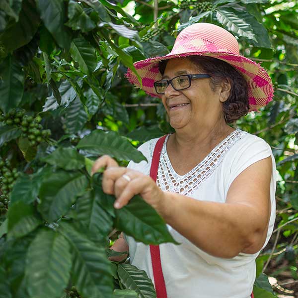 Honduran Coffee Producer Maria Transito Argueta tending to her unique Gesha variety coffee plants on her farm in Honduras.