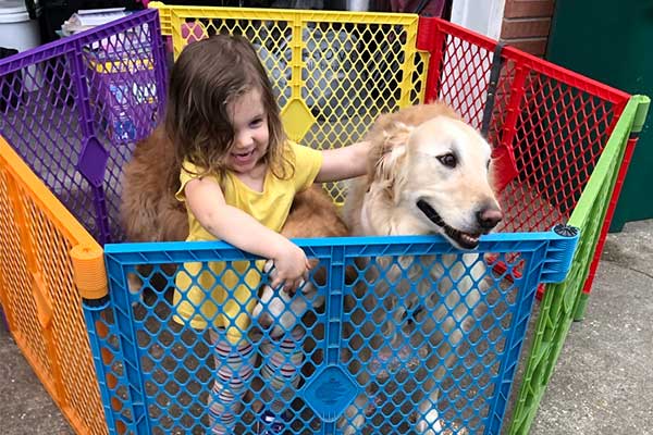 Colt's lovable golden retrievers Marley and Zeus playing in a rainbow pen with his daughter Opal.